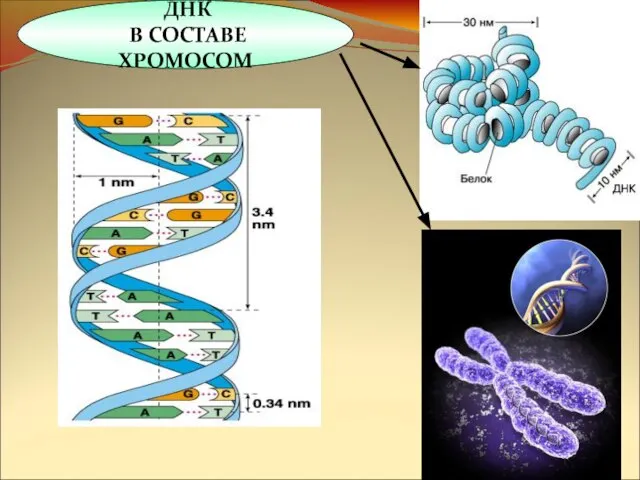 ДНК В СОСТАВЕ ХРОМОСОМ