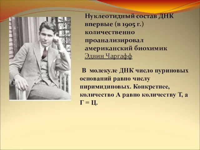 В молекуле ДНК число пуриновых оснований равно числу пиримидиновых. Конкретнее, количество