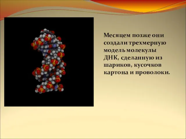 Месяцем позже они создали трехмерную модель молекулы ДНК, сделанную из шариков, кусочков картона и проволоки.