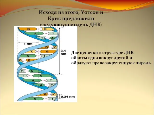 Исходя из этого, Уотсон и Крик предложили следующую модель ДНК: Две