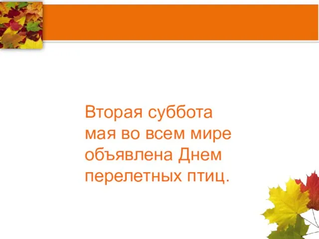 Вторая суббота мая во всем мире объявлена Днем перелетных птиц.