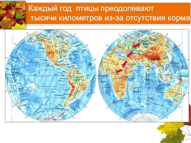 Каждый год птицы преодолевают тысячи километров из-за отсутствия корма