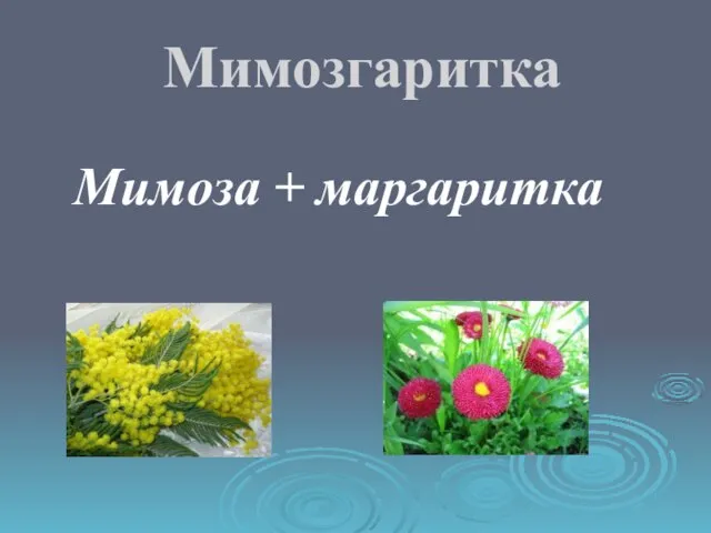 Мимозгаритка Мимоза + маргаритка