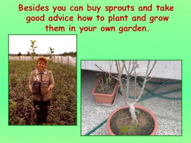 Besides you can buy sprouts and take good advice how to