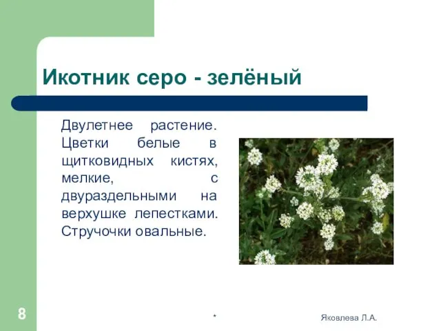* Яковлева Л.А. Икотник серо - зелёный Двулетнее растение. Цветки белые