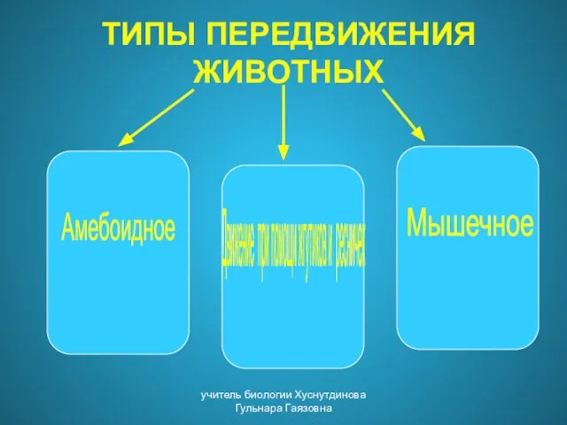 ТИПЫ ПЕРЕДВИЖЕНИЯ ЖИВОТНЫХ Движение при помощи жгутиков и ресничек Амебоидное Мышечное учитель биологии Хуснутдинова Гульнара Гаязовна