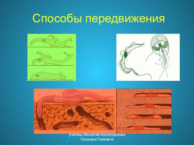 Способы передвижения учитель биологии Хуснутдинова Гульнара Гаязовна