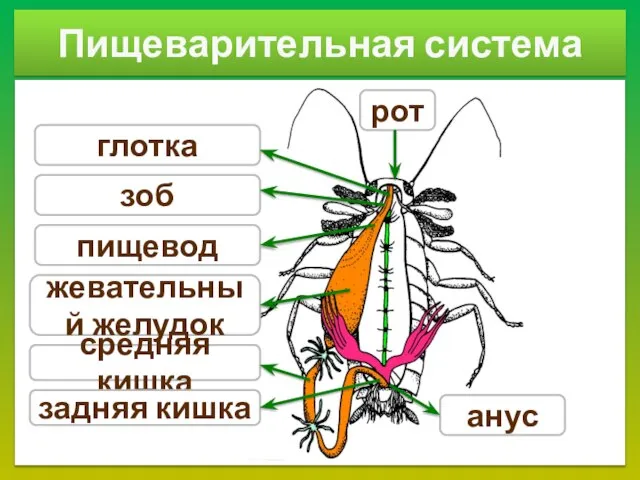 Пищеварительная система зоб глотка пищевод средняя кишка задняя кишка жевательный желудок анус рот