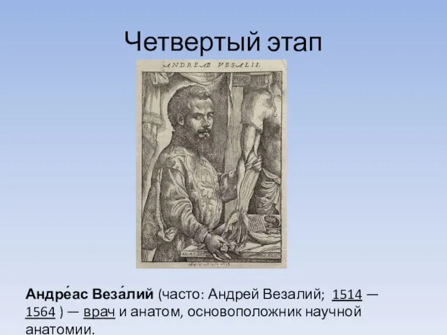 Четвертый этап Андре́ас Веза́лий (часто: Андрей Везалий; 1514 — 1564 )