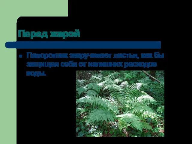 Перед жарой Папоротник закручивает листья, как бы защищая себя от излишних расходов воды.