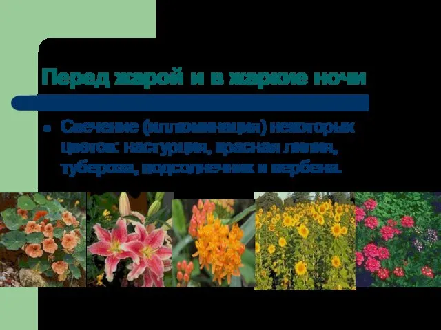 Перед жарой и в жаркие ночи Свечение (иллюминация) некоторых цветов: настурция,