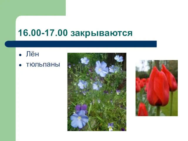 16.00-17.00 закрываются Лён тюльпаны