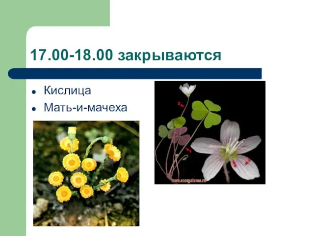 17.00-18.00 закрываются Кислица Мать-и-мачеха