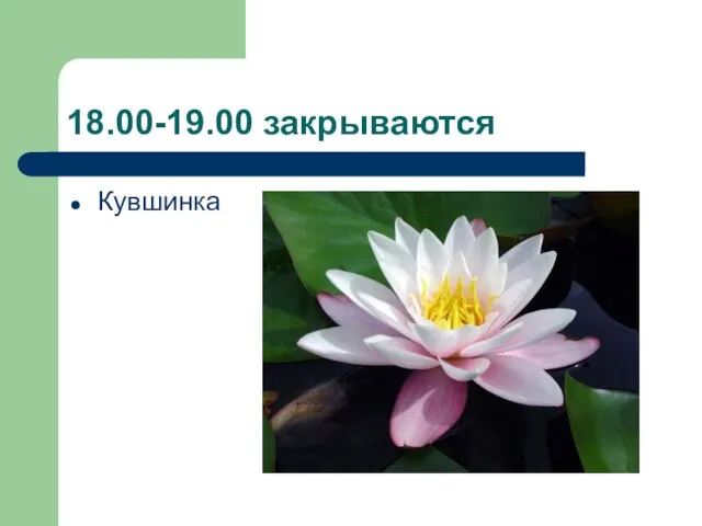 18.00-19.00 закрываются Кувшинка