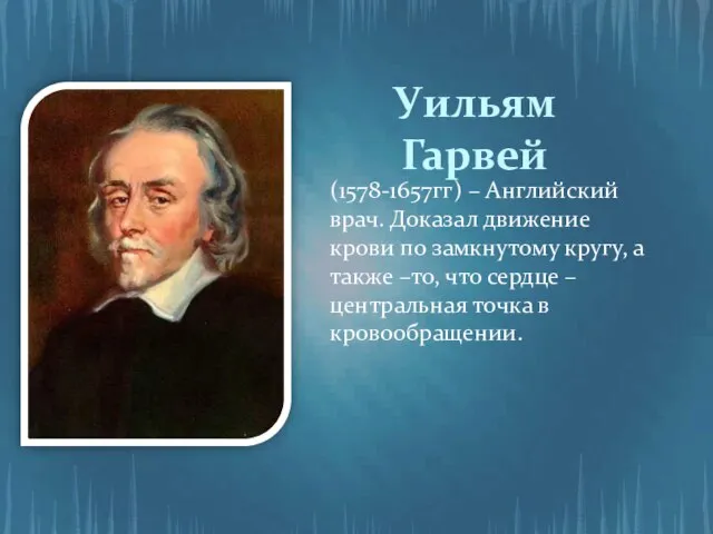 Уильям Гарвей (1578-1657гг) – Английский врач. Доказал движение крови по замкнутому