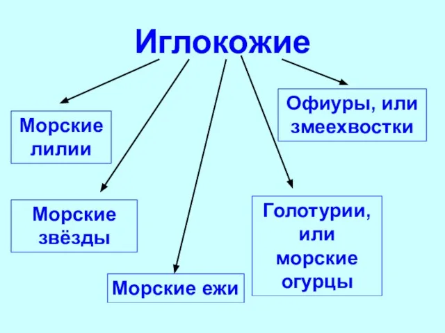 Иглокожие Морские лилии Морские звёзды Морские ежи Голотурии, или морские огурцы Офиуры, или змеехвостки