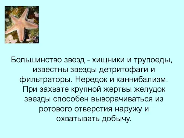 Большинство звезд - хищники и трупоеды, известны звезды детритофаги и фильтраторы.