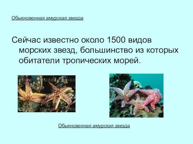 Обыкновенная амурская звезда Сейчас известно около 1500 видов морских звезд, большинство