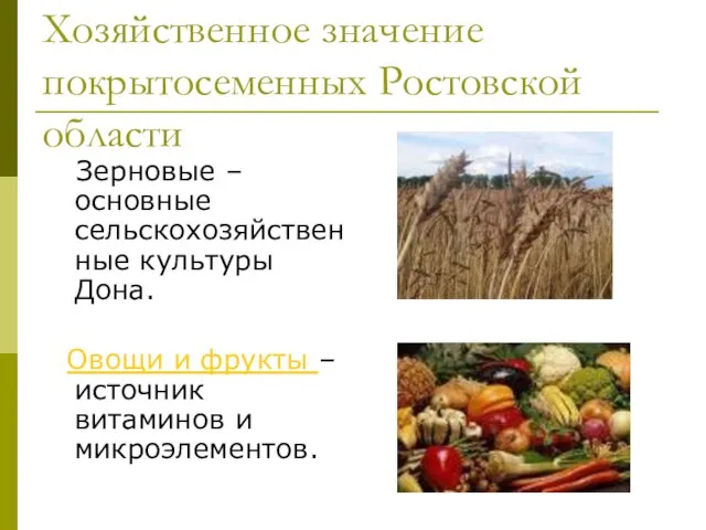 Хозяйственное значение покрытосеменных Ростовской области Зерновые –основные сельскохозяйственные культуры Дона. Овощи