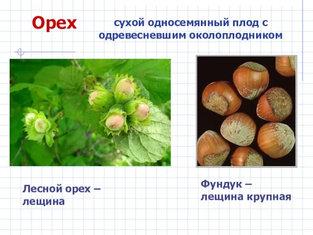 Орех сухой односемянный плод с одревесневшим околоплодником Фундук – лещина крупная Лесной орех – лещина