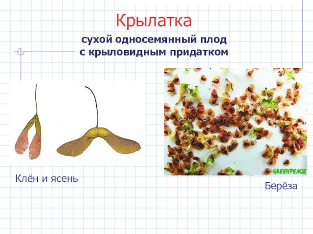 Крылатка сухой односемянный плод с крыловидным придатком Клён и ясень Берёза