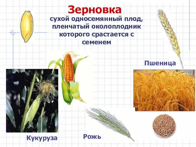 Зерновка сухой односемянный плод, пленчатый околоплодник которого срастается с семенем Кукуруза Пшеница Рожь