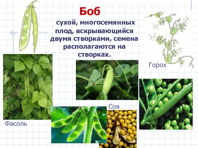 Боб сухой, многосемянных плод, вскрывающийся двумя створками, семена располагаются на створках. Горох Соя Фасоль