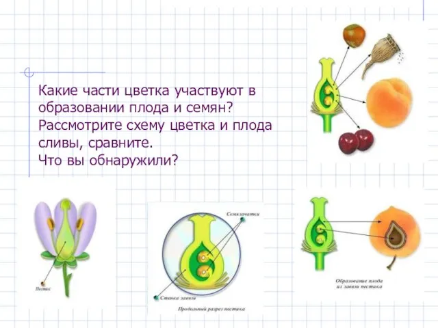 Какие части цветка участвуют в образовании плода и семян? Рассмотрите схему