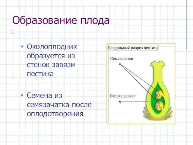 Образование плода Околоплодник образуется из стенок завязи пестика Семена из семязачатка после оплодотворения