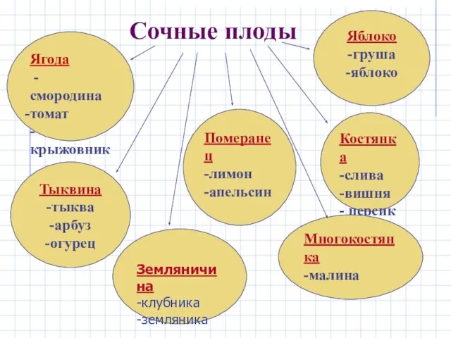 Сочные плоды Ягода -смородина томат -крыжовник Яблоко -груша -яблоко Костянка -слива