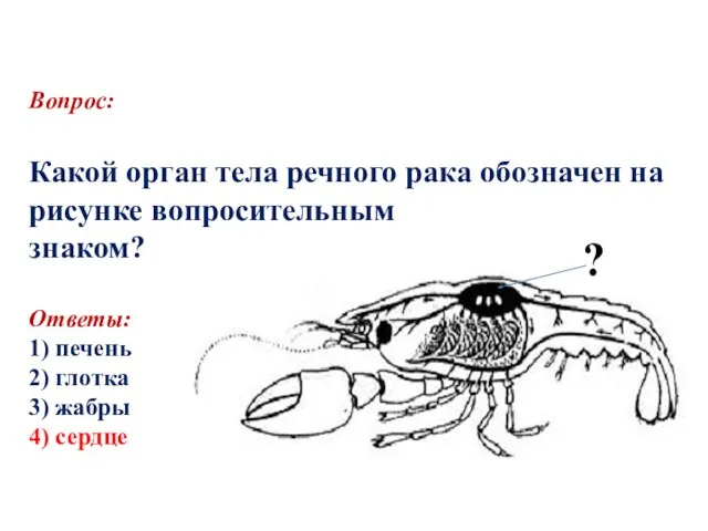 Вопрос: Какой орган тела речного рака обозначен на рисунке вопросительным знаком?