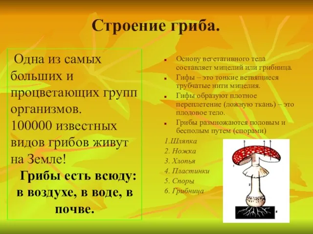 Строение гриба. Основу вегетативного тела составляет мицелий или грибница. Гифы –