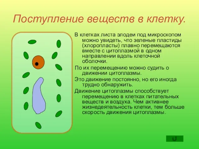 Поступление веществ в клетку. В клетках листа элодеи под микроскопом можно