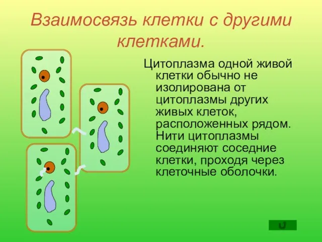 Взаимосвязь клетки с другими клетками. Цитоплазма одной живой клетки обычно не