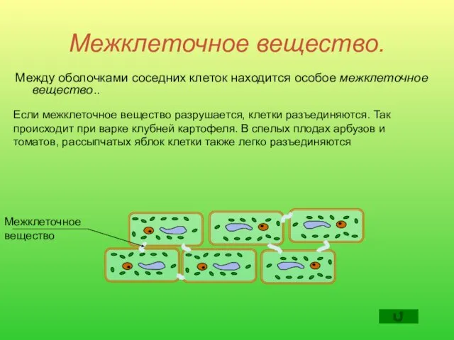 Межклеточное вещество. Между оболочками соседних клеток находится особое межклеточное вещество.. Если