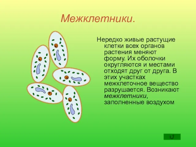 Межклетники. Нередко живые растущие клетки всех органов растения меняют форму. Их