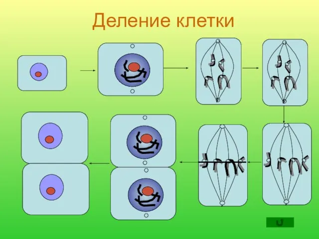 Деление клетки