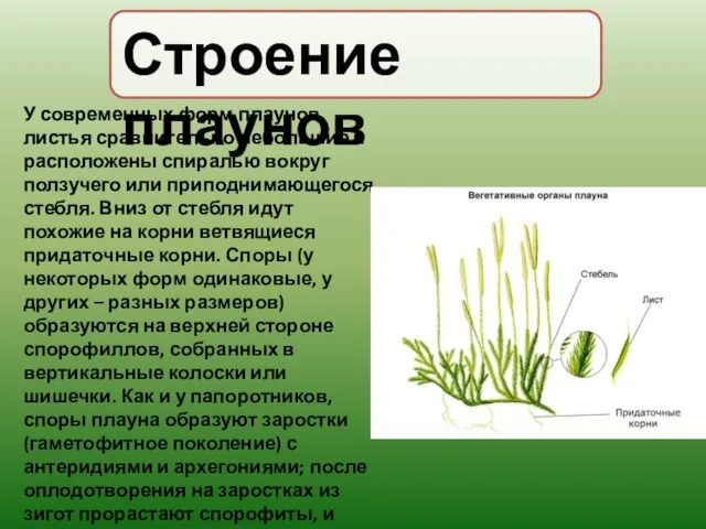 Строение плаунов У современных форм плаунов листья сравнительно небольшие и расположены