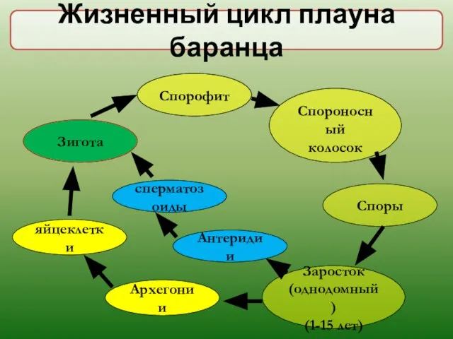 Жизненный цикл плауна баранца Спорофит Спороносный колосок Споры Заросток (однодомный) (1-15