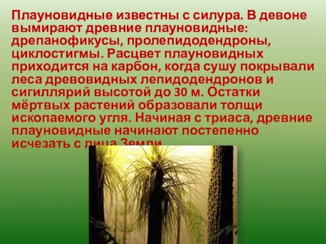 Плауновидные известны с силура. В девоне вымирают древние плауновидные: дрепанофикусы, пролепидодендроны,