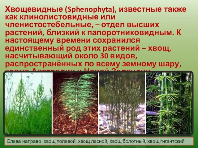 Хвощевидные (Sphenophyta), известные также как клинолистовидные или членистостебельные, – отдел высших