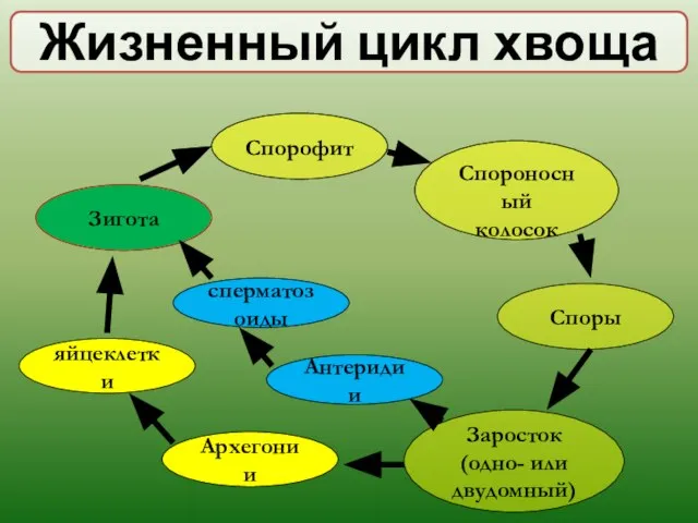 Жизненный цикл хвоща Спорофит Спороносный колосок Споры Заросток (одно- или двудомный) Антеридии Зигота Архегонии сперматозоиды яйцеклетки