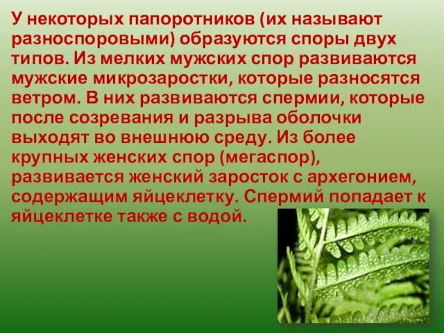 У некоторых папоротников (их называют разноспоровыми) образуются споры двух типов. Из