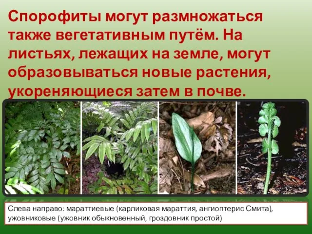 Спорофиты могут размножаться также вегетативным путём. На листьях, лежащих на земле,