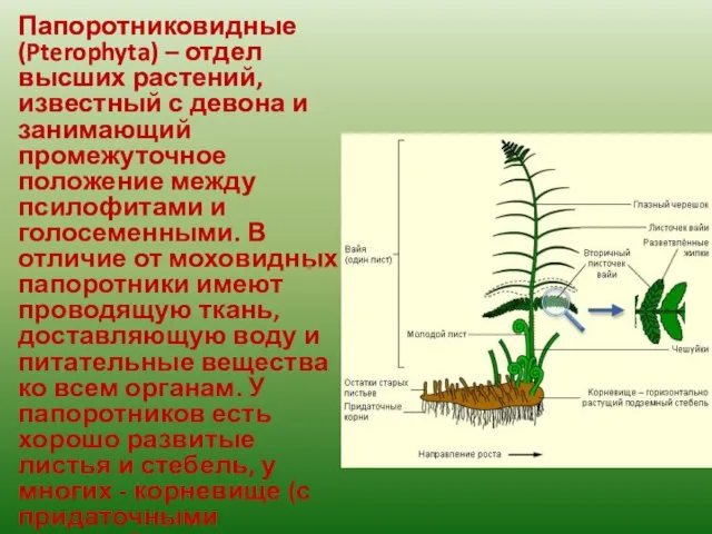 Папоротниковидные (Pterophyta) – отдел высших растений, известный с девона и занимающий