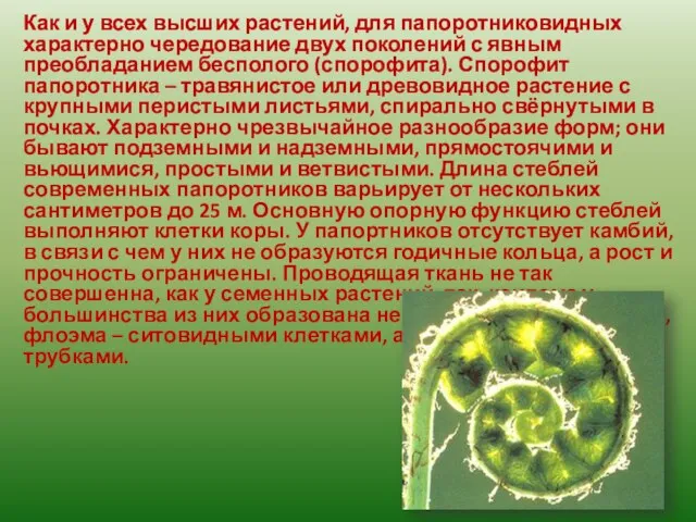 Как и у всех высших растений, для папоротниковидных характерно чередование двух