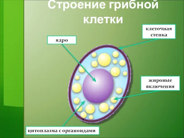 Строение грибной клетки ядро клеточная стенка цитоплазма с органоидами жировые включения