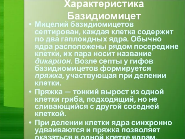 Характеристика Базидиомицет Мицелий базидиомицетов септирован, каждая клетка содержит по два гаплоидных