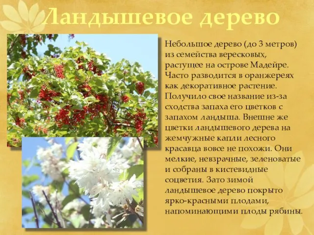 Небольшое дерево (до 3 метров) из семейства вересковых, растущее на острове