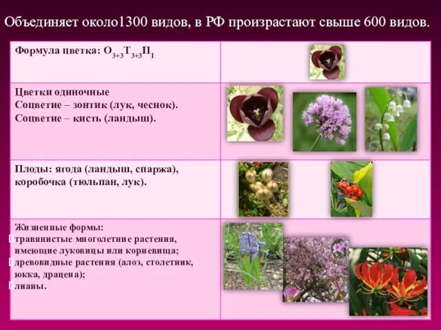 Объединяет около1300 видов, в РФ произрастают свыше 600 видов.